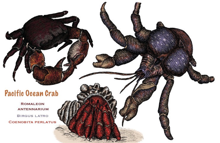Marine Life: Crab study.