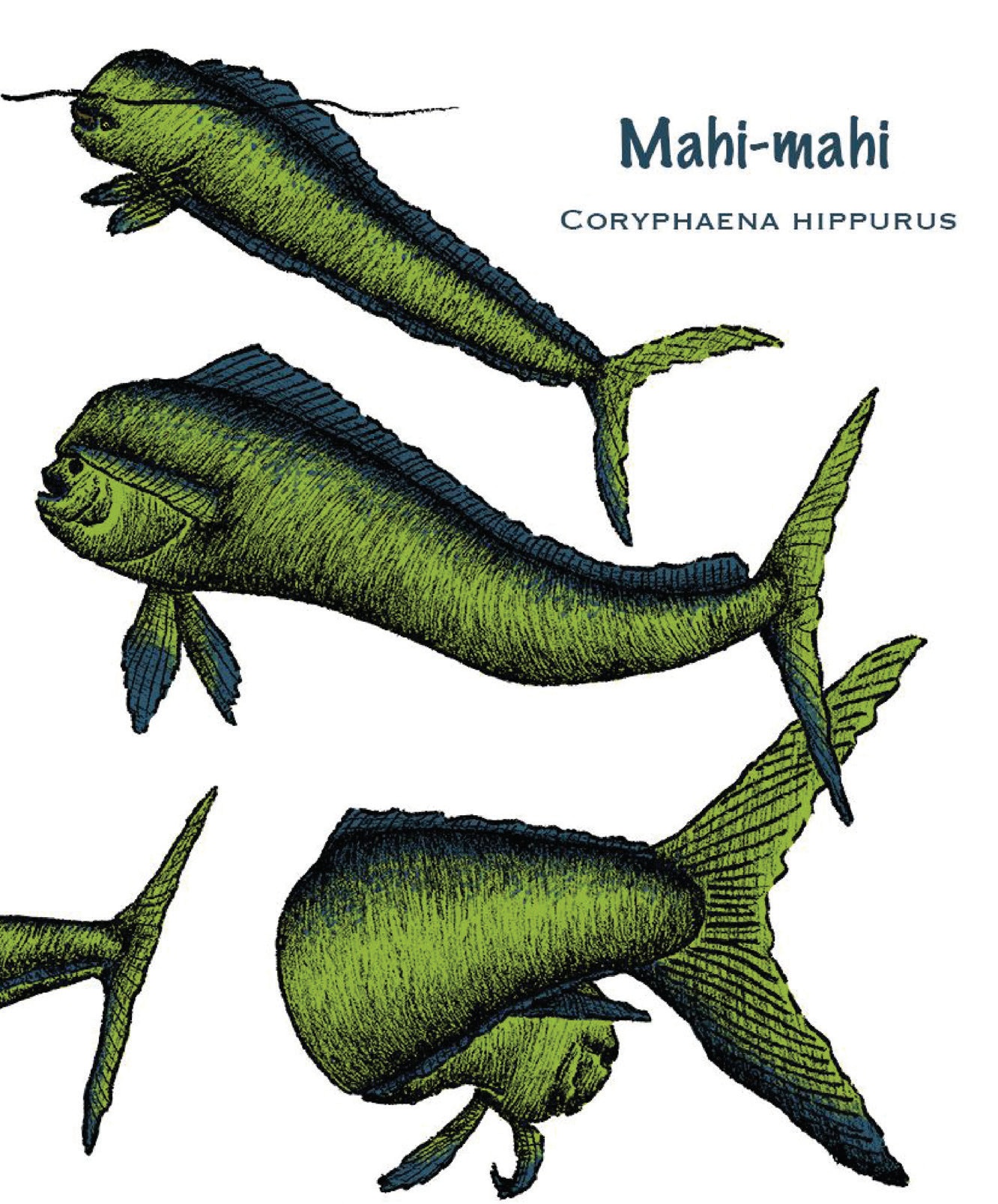 Marine Life: Natural history illustration