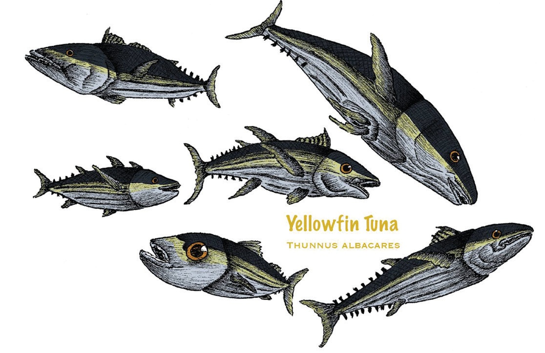 Marine Life: Tuna study.