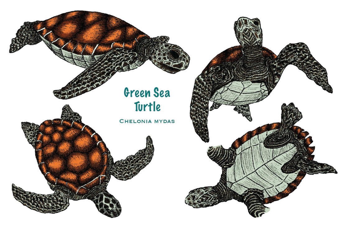 Marine Life: Turtle study.